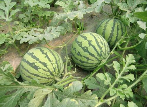 爆料西瓜嫁接方法视频,视频教学助你轻松掌握  第3张